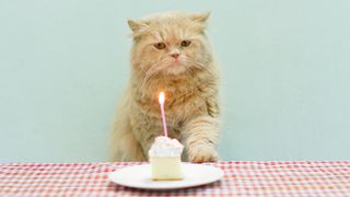 Cat sat behind a birthday cupcake and candle