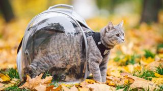 Cat learning harness stepping out of carrier in amongst autumn leaves
