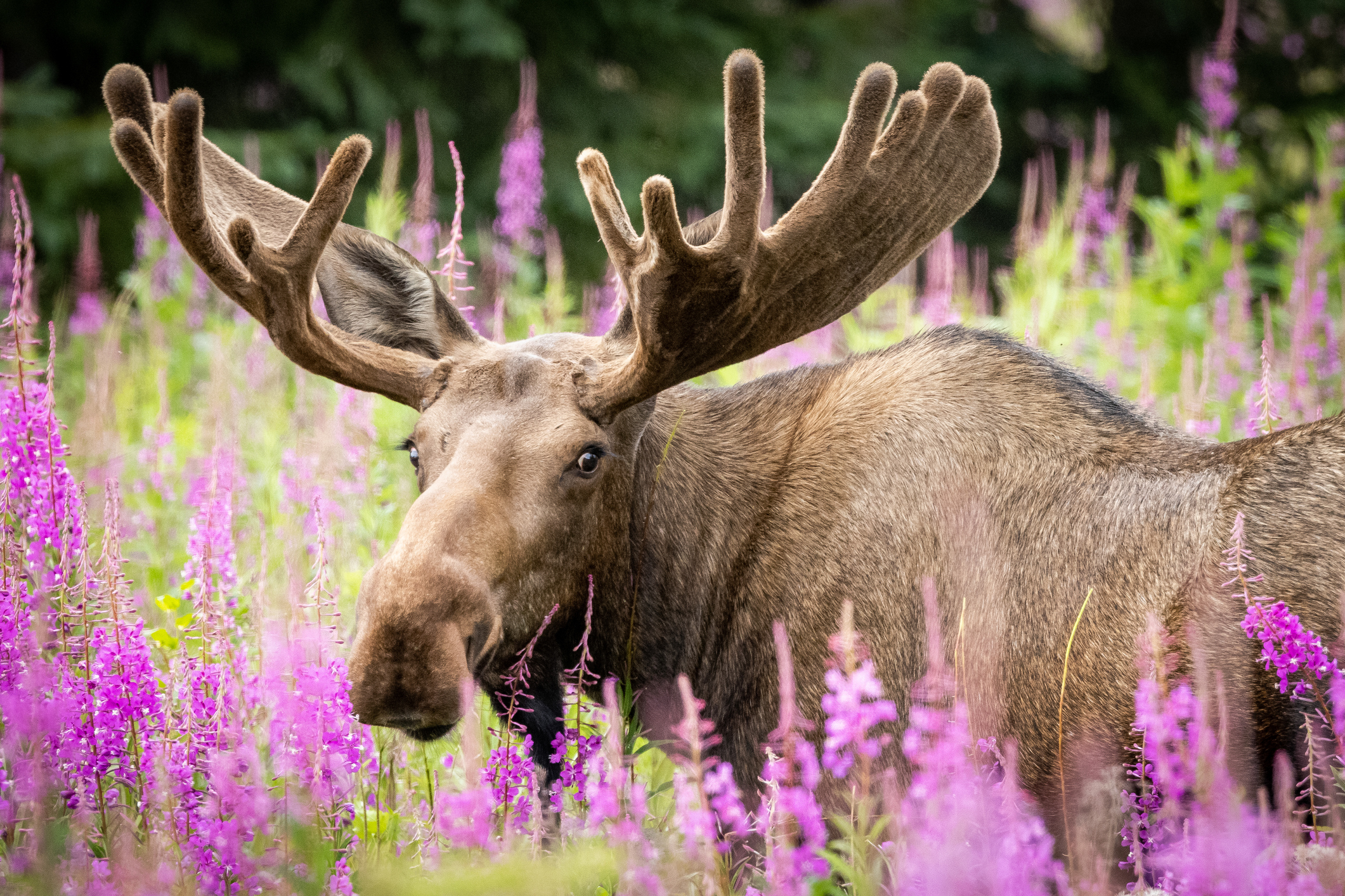 A serene moment captured of a bull moose in velvet surrounded by vibrant pink Fireweed flowers, showcasing the beauty of Alaska&amp;rsquo;s summer landscapes.