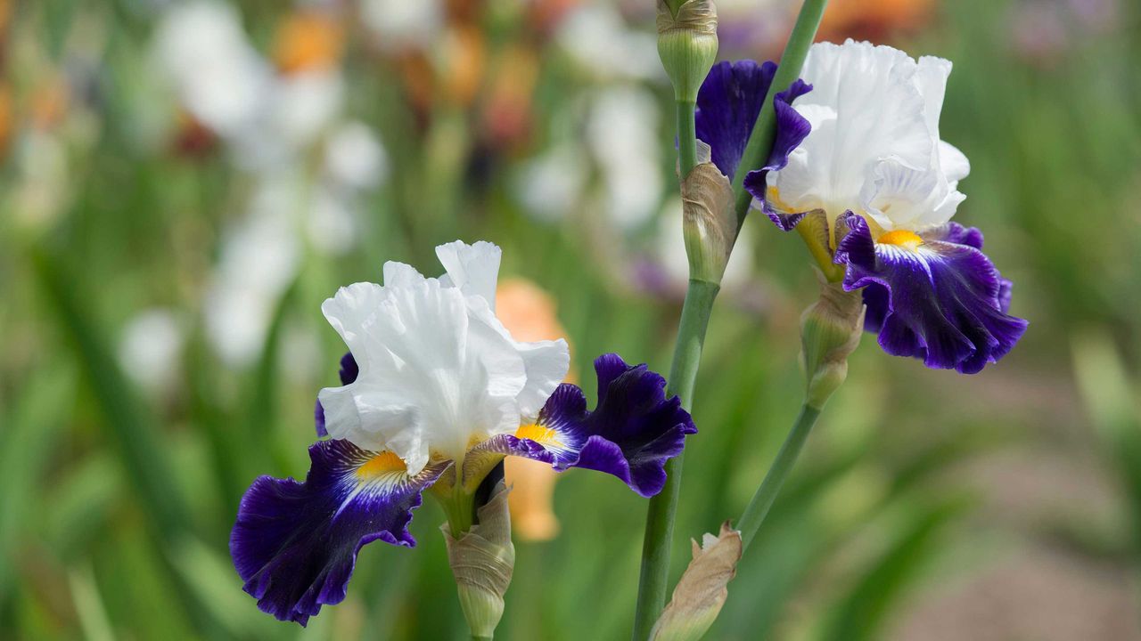 Bearded iris &#039;Noctambule&#039;