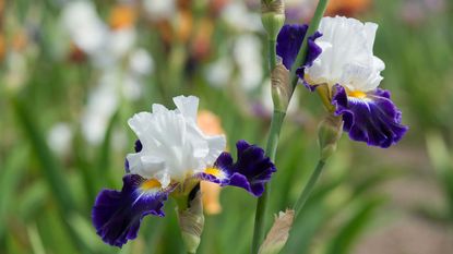 Bearded iris 'Noctambule'