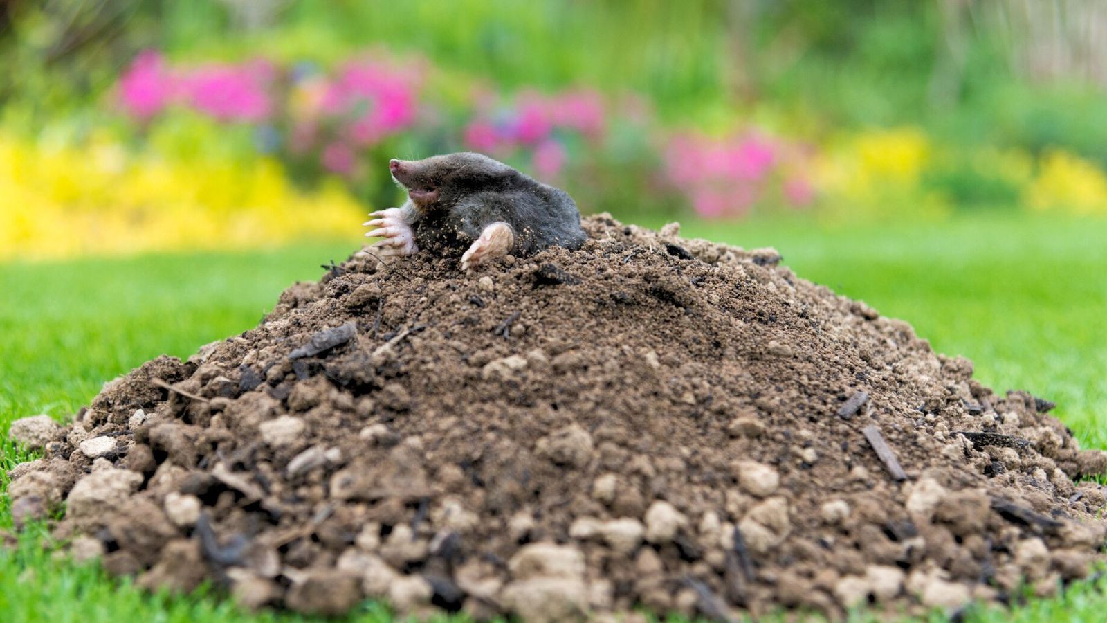 Tips For Mole Control: Learn About Natural Mole Repellents | Gardening ...