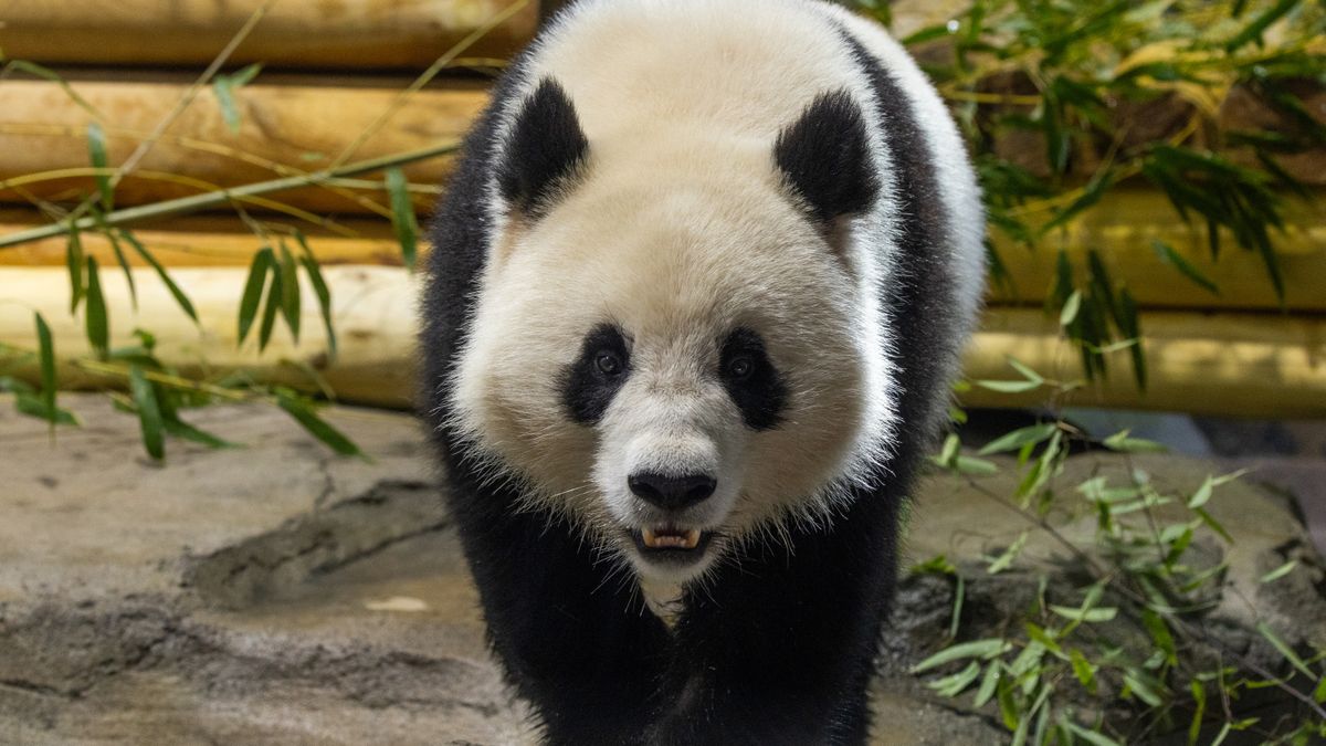 Giant panda Qing Bao walks towards the camera in a photo taken in her habitat at Smithsonian&#039;s National Zoo