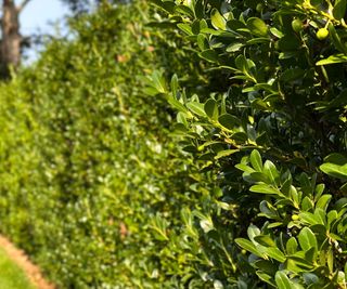 Japanese holly hedge with green foliage