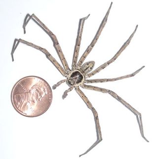 spider, huntsman spider