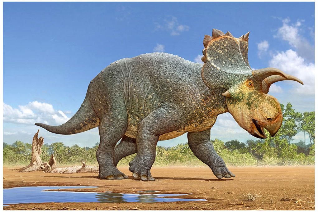 Crittendenceratops krzyzanowskii dinosaur