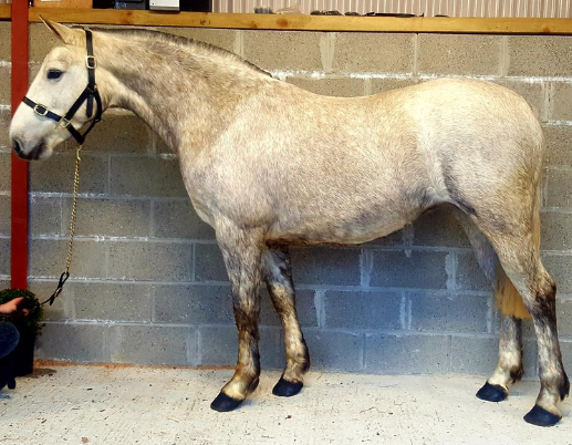 horses for sale west sussex