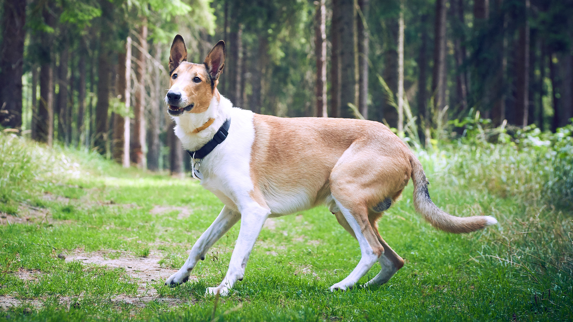 Smooth collie