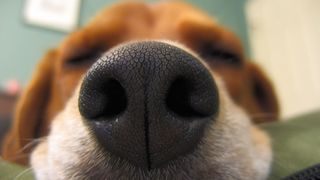 Easy ways to teach your dog new tricks — dog's nose in the camera