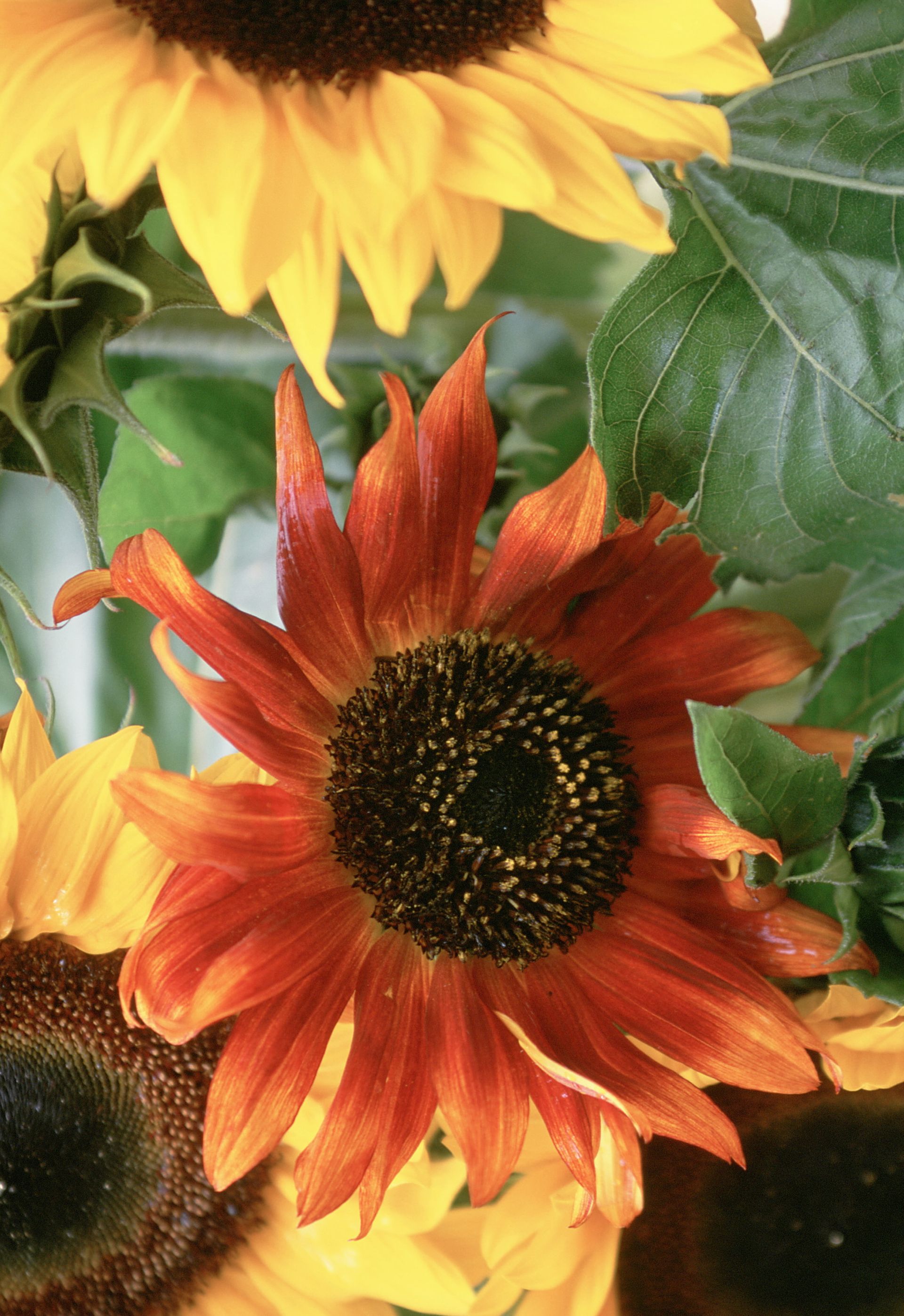 Sunflowers care a guide to the most beautiful types Livingetc