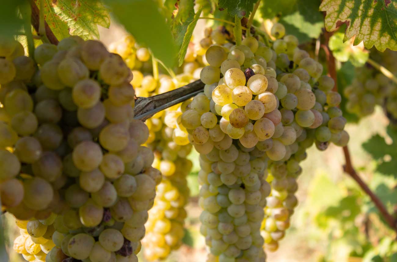 Arneis grapes on a vine