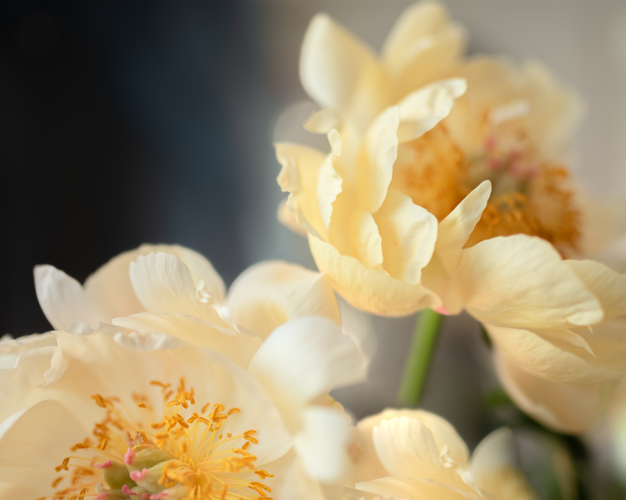 Pale golden yellow coral sunset peony blooms