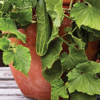 Bush Champion cucumber plant growing in a pot