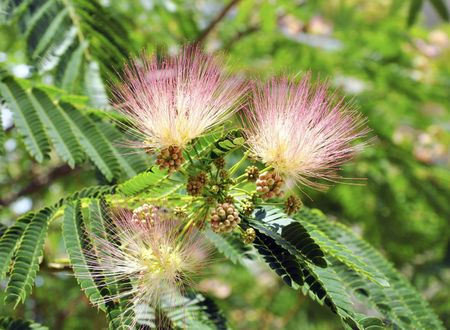 Mimosa Tree Weeds