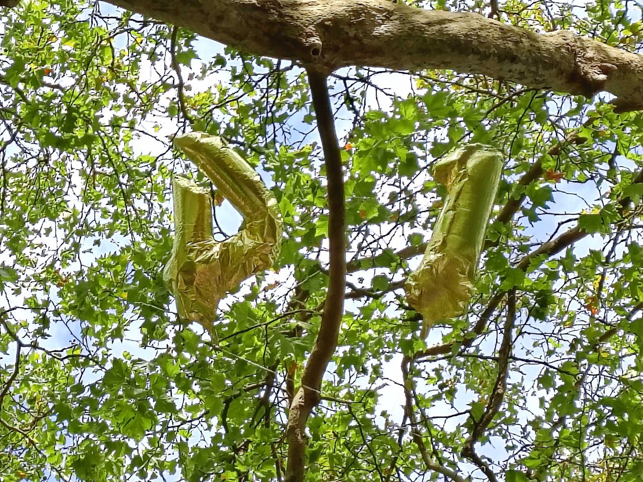 Numbered balloons in trees
