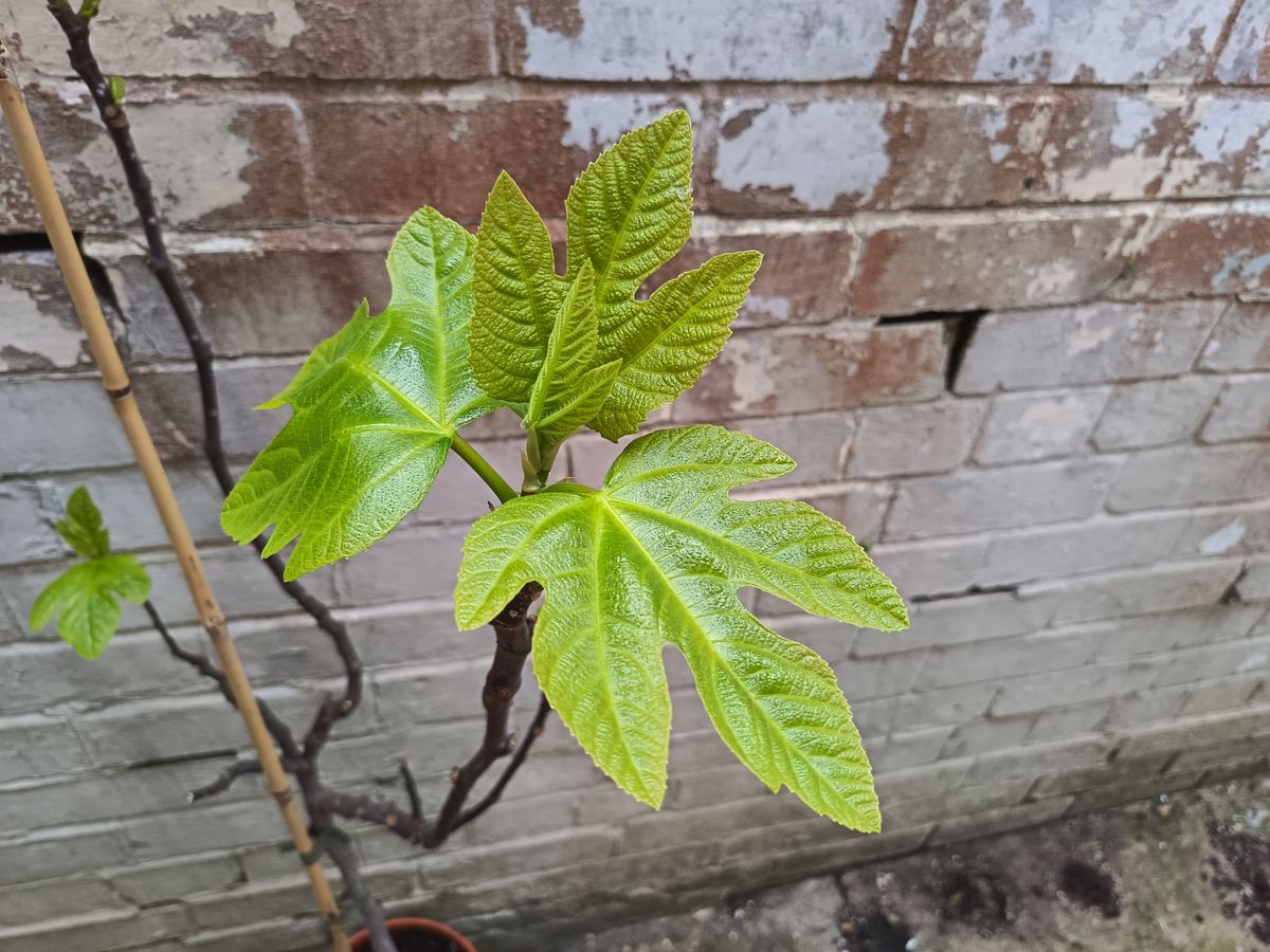 Honor 400 Lite camera samples