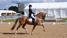 national dressage championships