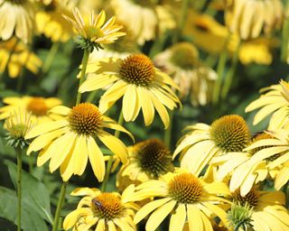 Yellow coneflowers