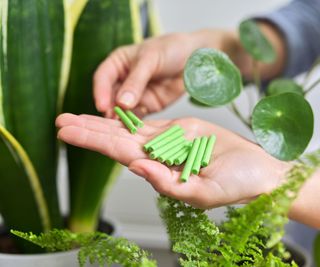 adding fertilizer sticks to houseplants