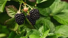 Dark fruits of an organic blackberry plant