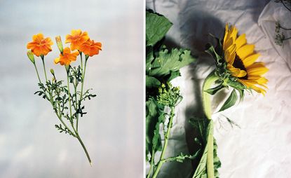 Yellow flowers and sunflowers