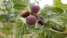 Winterizing fig trees correctly will give you luscious harvests year after year