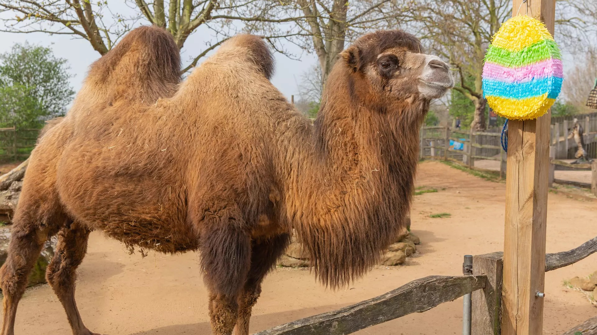 A camel from London zoo standing in its pen 