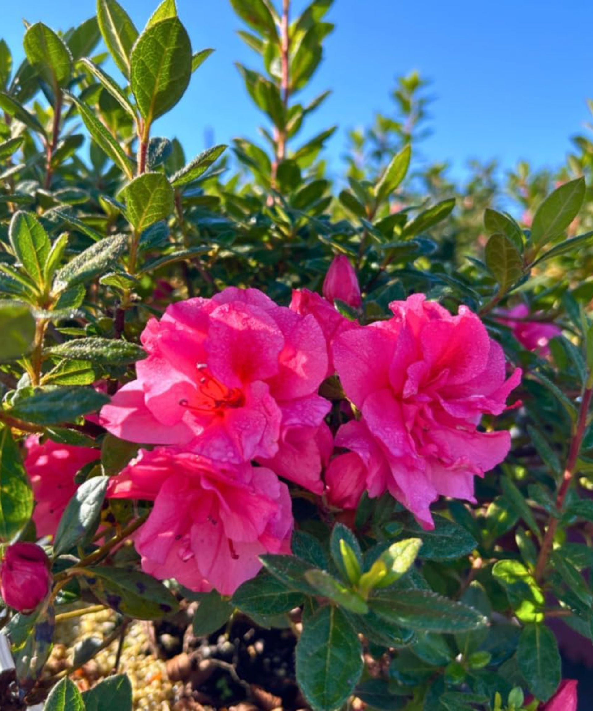 7 Reblooming Azaleas for Spectacular Color This Fall | Gardening Know How