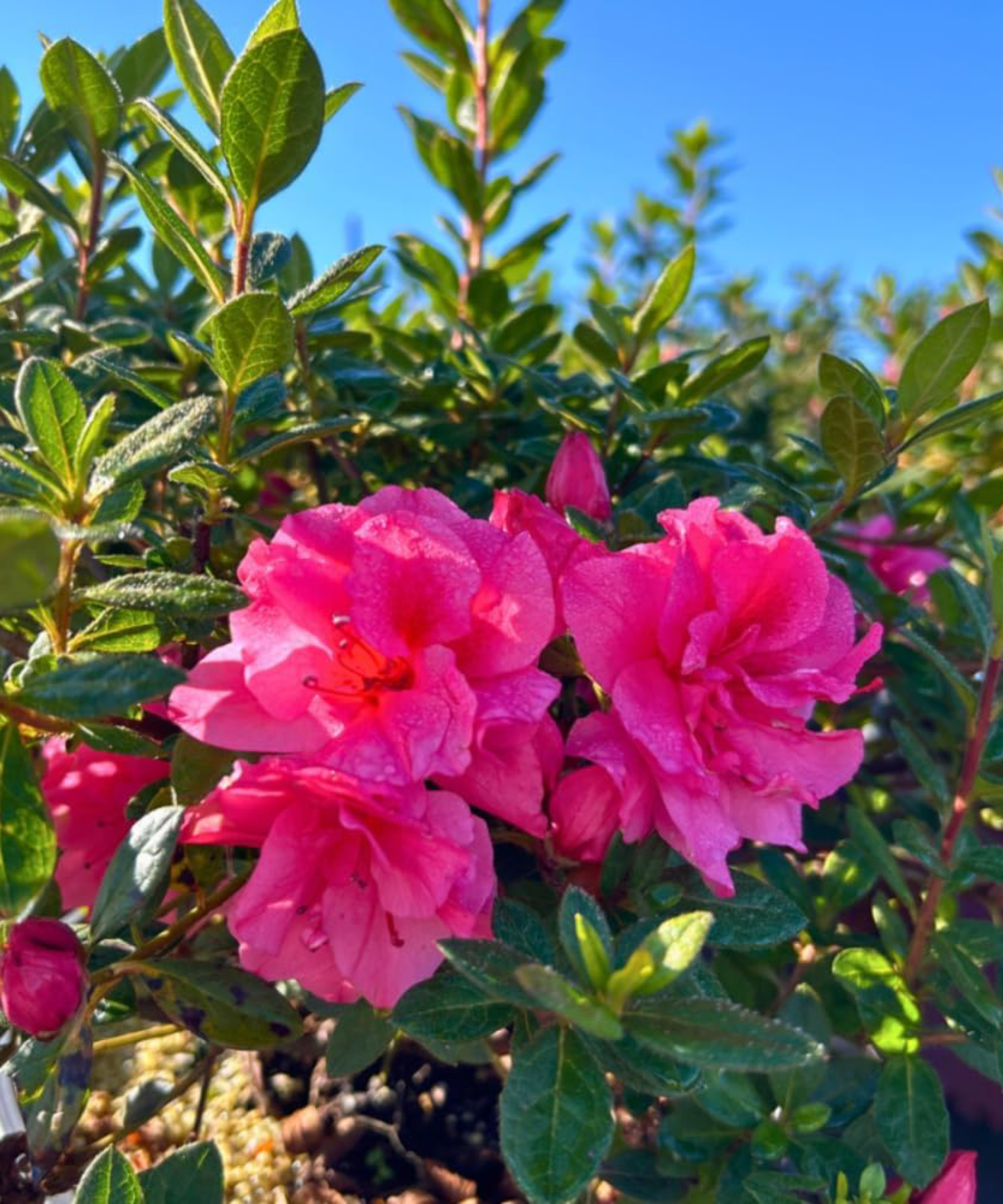 Autumn Rouge Encore azalea bloom