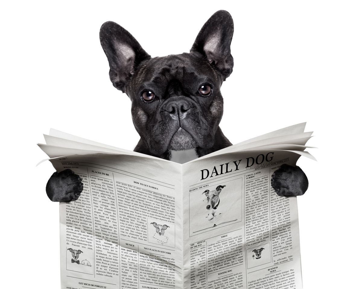 A dog reading a newspaper.