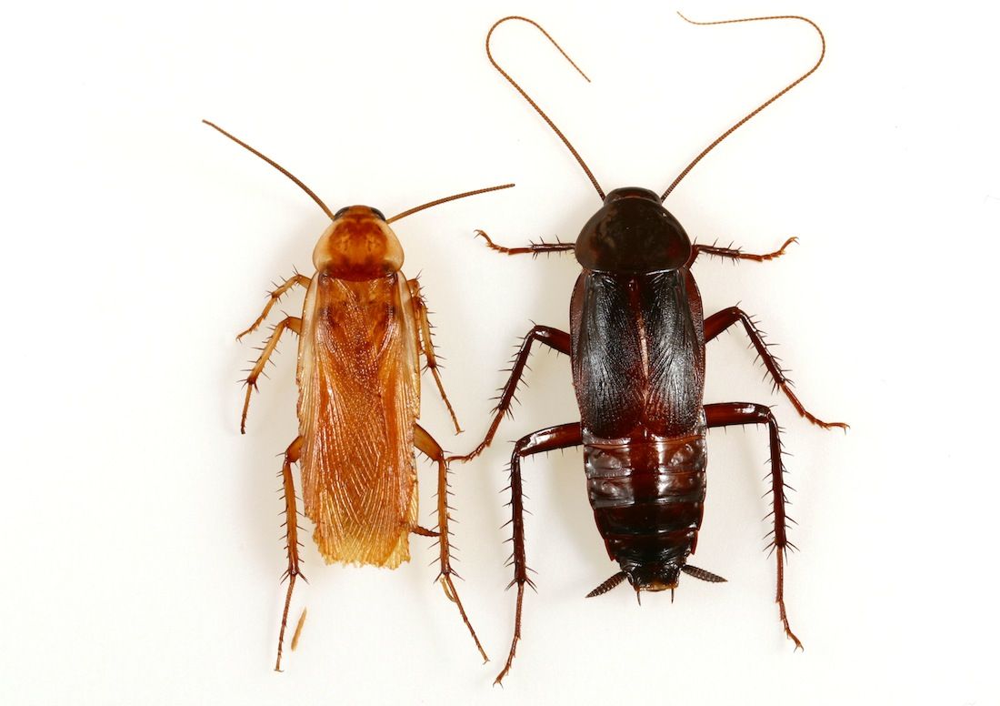 On the left is a male Turkestan cockroach, which is lighter in color than the male oriental cockroach on the right. The former also have complete wings, whereas oriental roaches only have partial wings that don&#039;t allow them to fly.