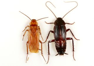On the left is a male Turkestan cockroach, which is lighter in color than the male oriental cockroach on the right. The former also have complete wings, whereas oriental roaches only have partial wings that don't allow them to fly.
