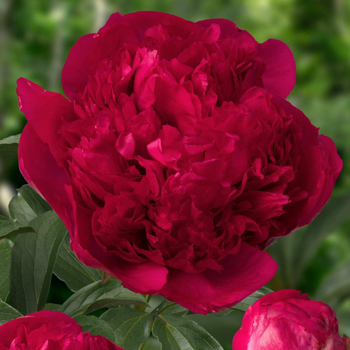 Paeonia Lactiflora Command Performance - Peony - in Bud &amp;amp; Bloom