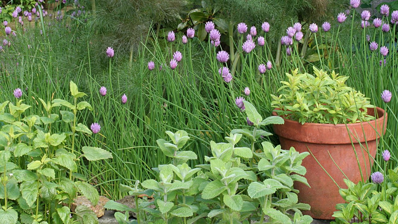 Herbs growing in a garden