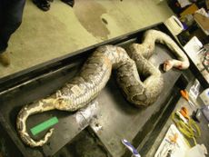 ravenous python