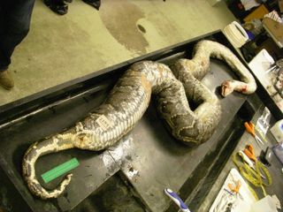 ravenous python