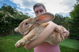 Dexter, the Flemish Giant Rabbit, is the son of Darius, current record holder for world's longest rabbit. Darius went missing from his home in April, and is presumed stolen.