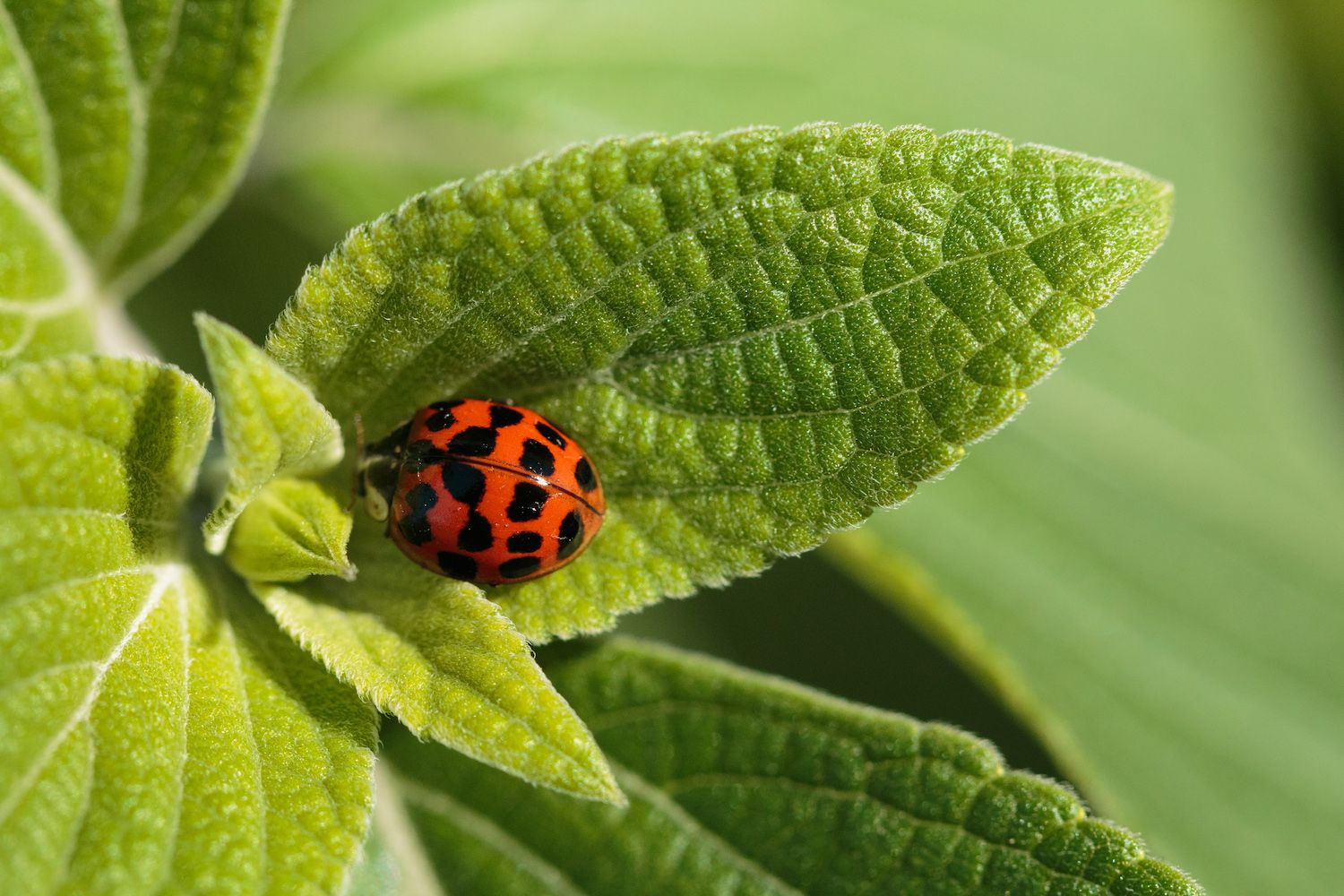 6 easy hacks to stop greenfly attacking your garden Livingetc