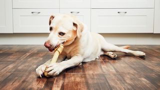 A labrador retriever lying on a kitchen floor chewing a rawhide bone