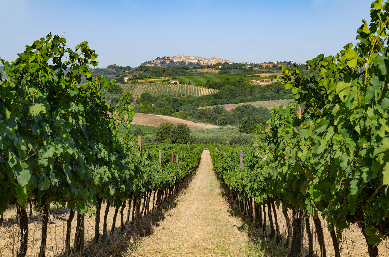Tenuta Calimaia vineyards in Montepulciano