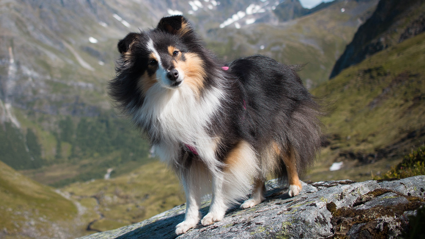 Shetland Sheepdog on a mountain