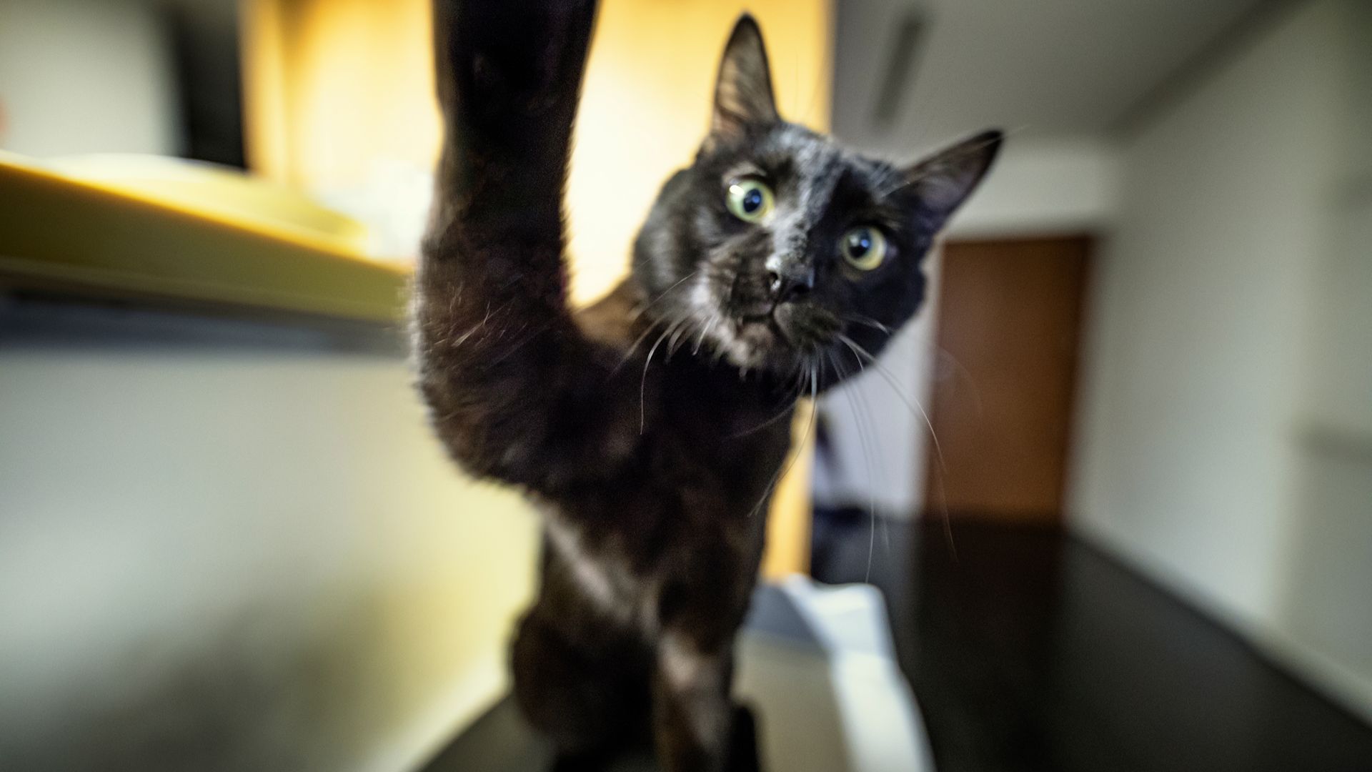 Bombay cat staring at the camera