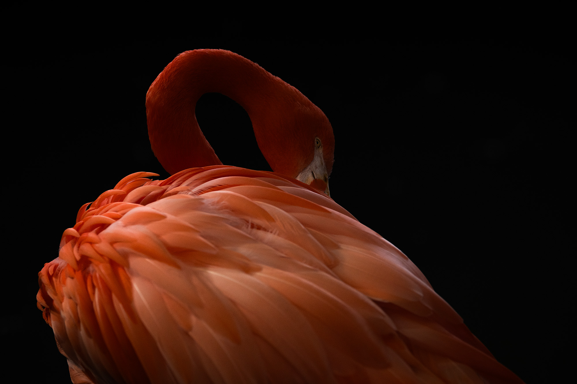 Flamingo close-up against black background
