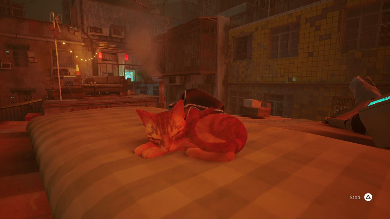 Cat nap in Stray