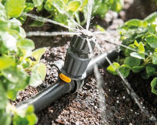 Hozelock Easy Drip Universal Sprinkler in a vegetable patch