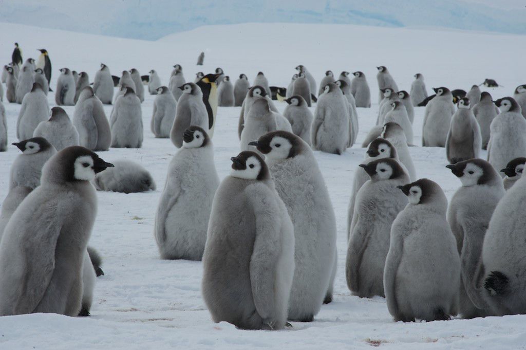 Emperor penguins