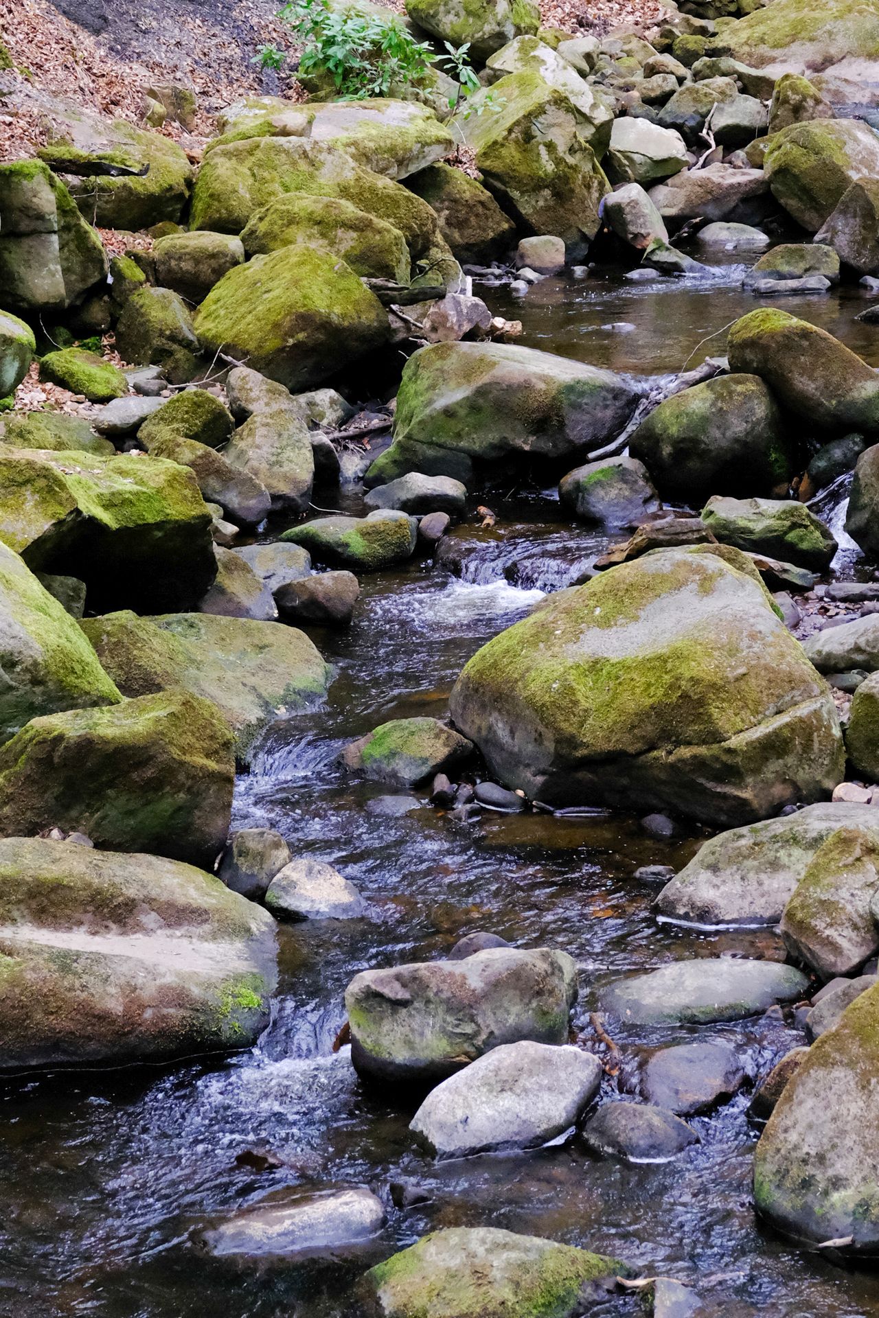 A photo taken on a Fujifilm GFX100RF medium format camera