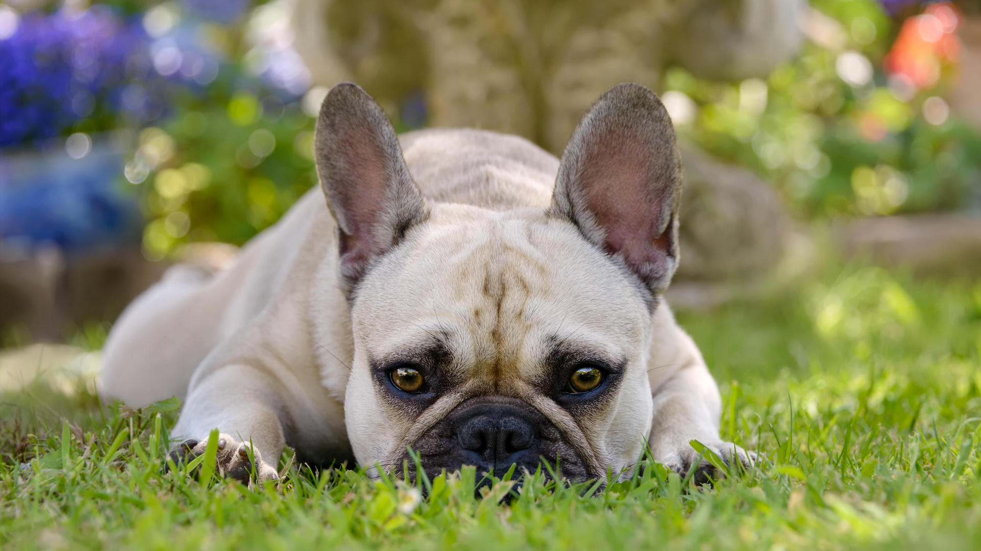 Cute french bulldog portrait