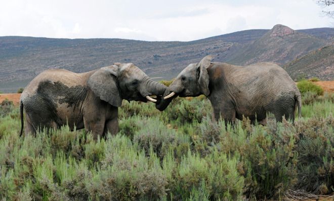 Is It True That Elephants Never Forget? | The Week