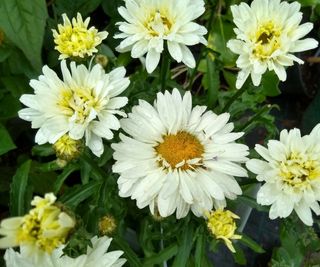 Leucanthemum x Superbum 'Victorian Secret'